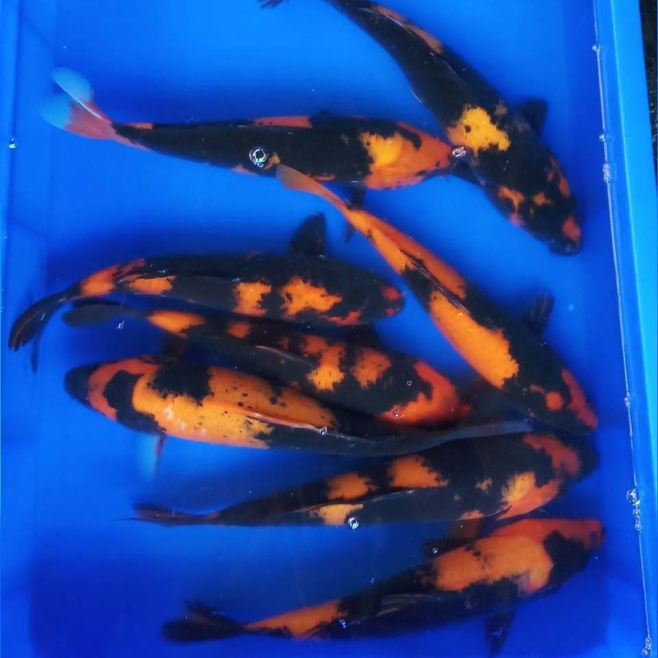 Utsuri 8ekor