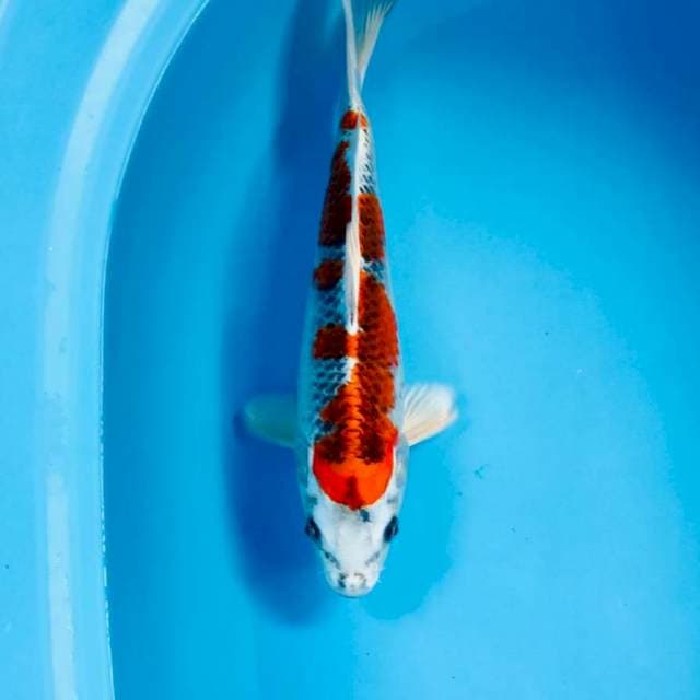 Kujaku, 28 cm