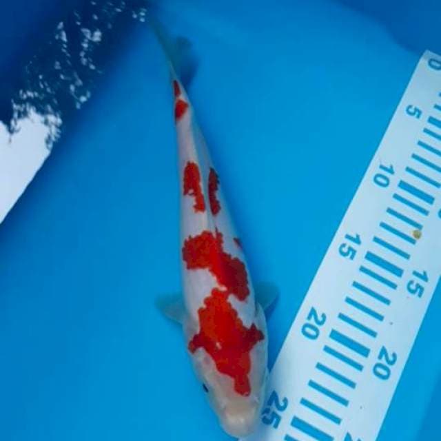 Kohaku 25 cm