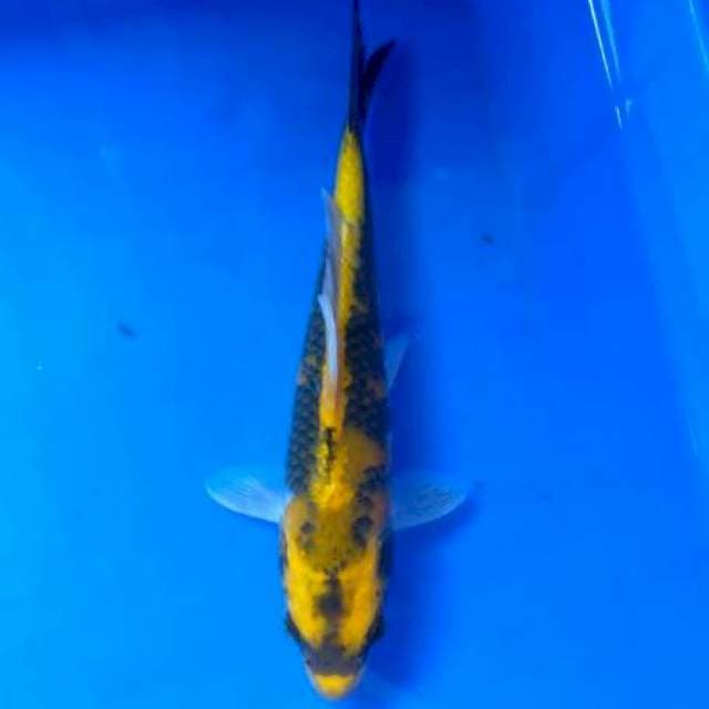 KShowa 27 cm