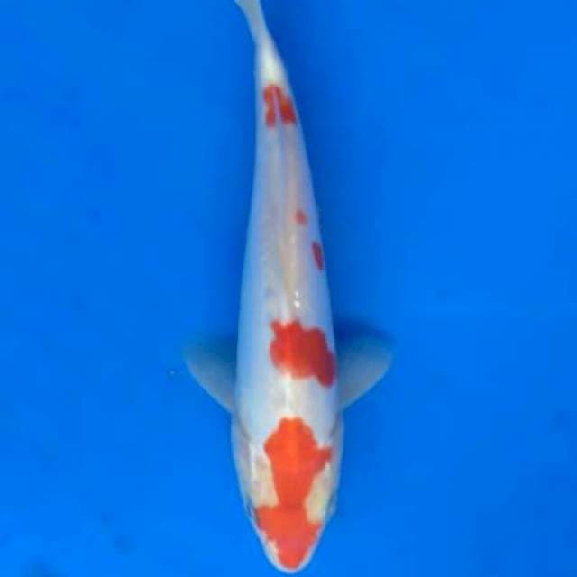 Doit kohaku 23 cm