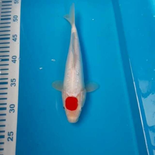 Tancho Doit 25 cm