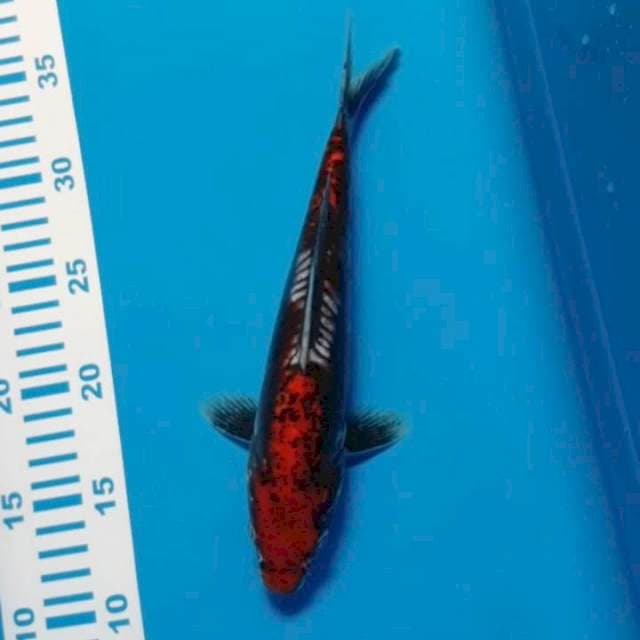 Beni Kumon 26 cm