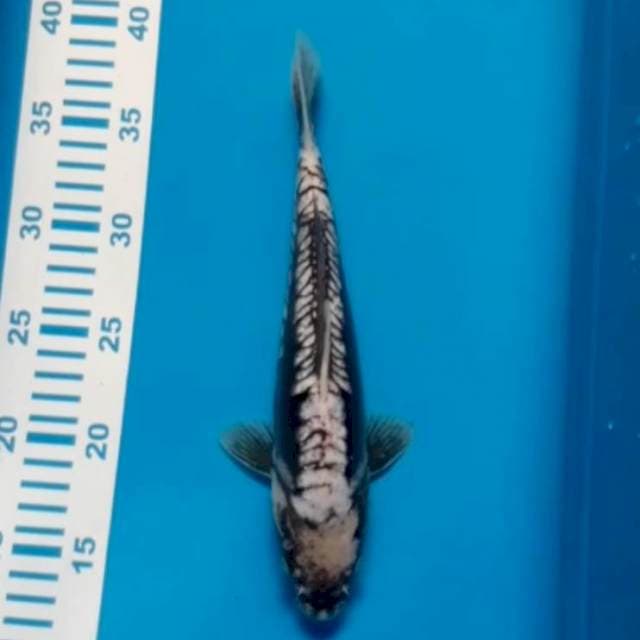 Kumon 25 cm