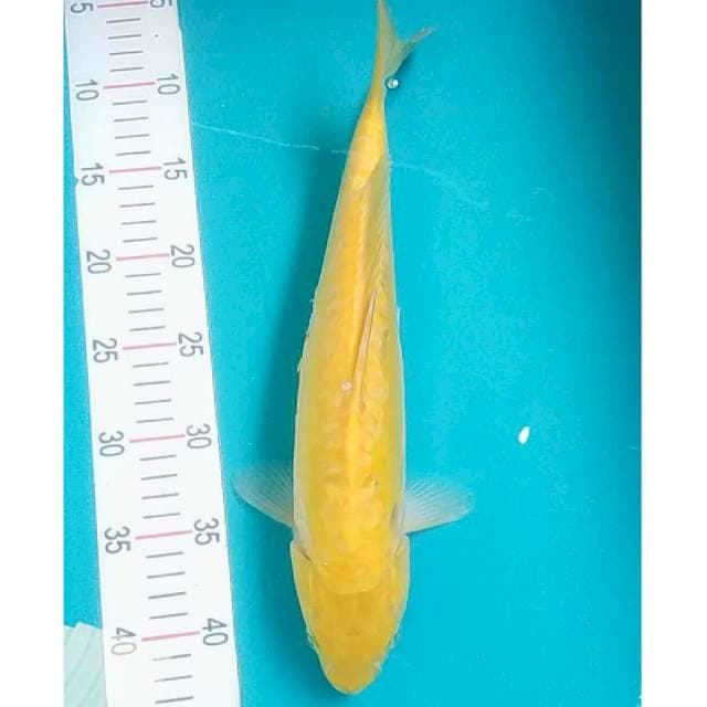 Karashi Aragoke 37cm