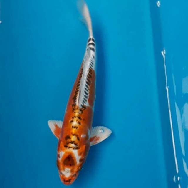 Kujaku Doit 25 cm