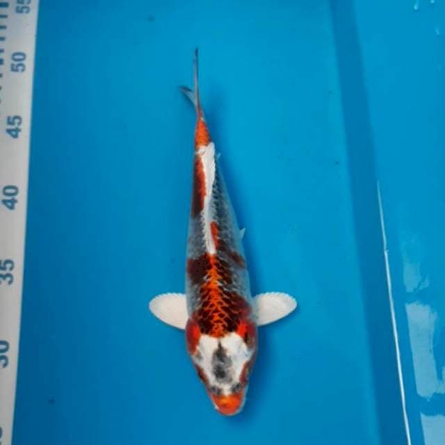 Kujaku 24 cm