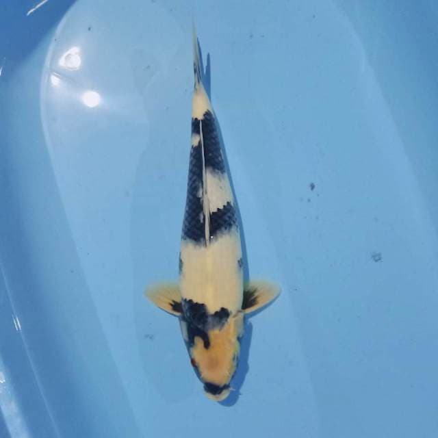 Shiro siip 35cm (masih bau lumpur)