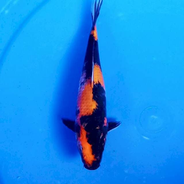 Hiutsuri mantab 25an cm