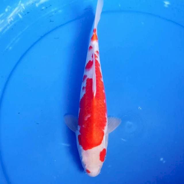 Kohaku male merah 30an cm