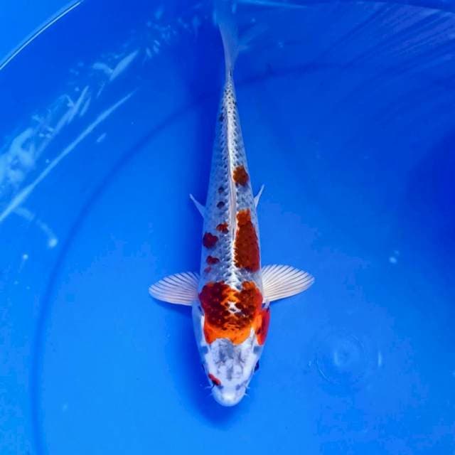 Kujaku merah 25cm