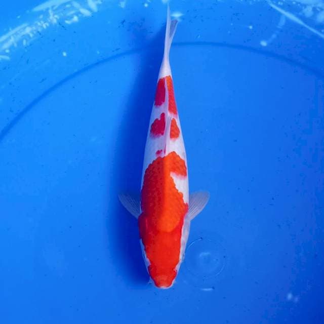 Sandan kohaku jozz 30bu