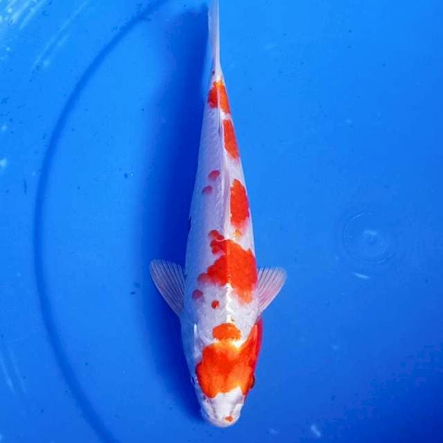 kohaku hikari pola bagus 30bu