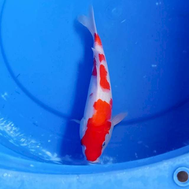 Kohaku merah 25up