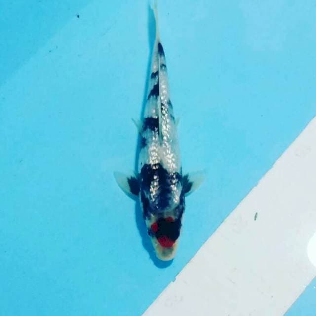15cm
