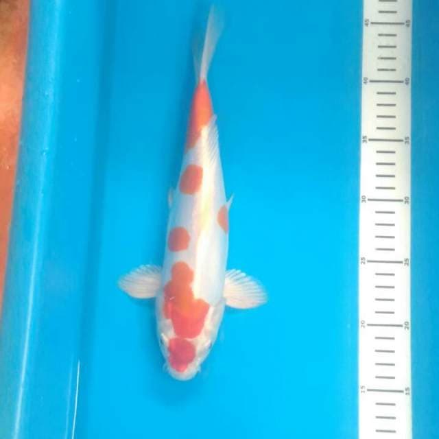 Kikushui