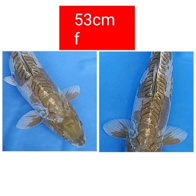 LIMITED EDITION JUMBO 53CM