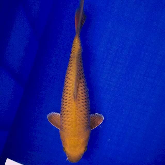 Chagoi tembaga 34cm sudah jinak