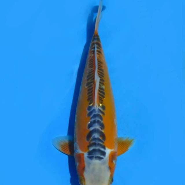 Hana sushui 28cm male