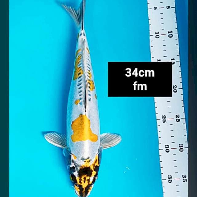 Kin kiko jos 34cm