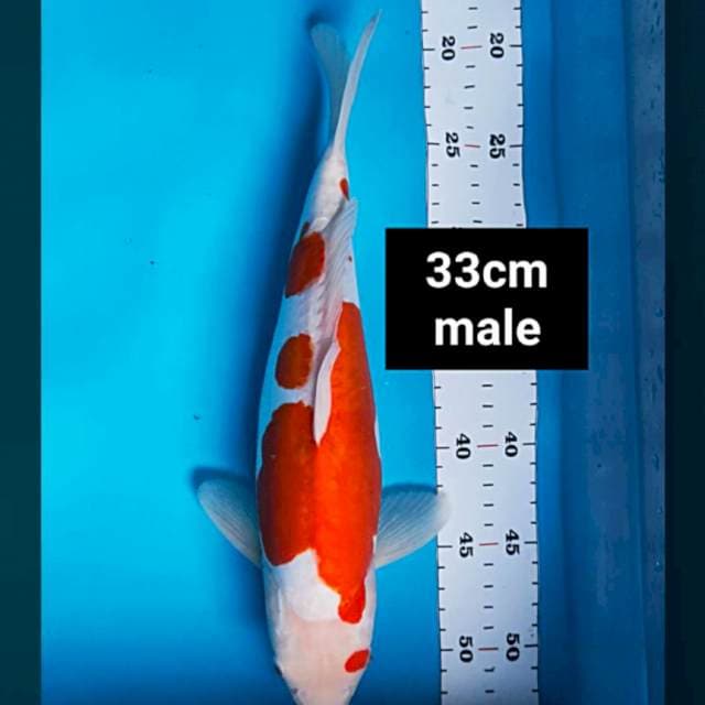 Kohaku doit murni 33cm male