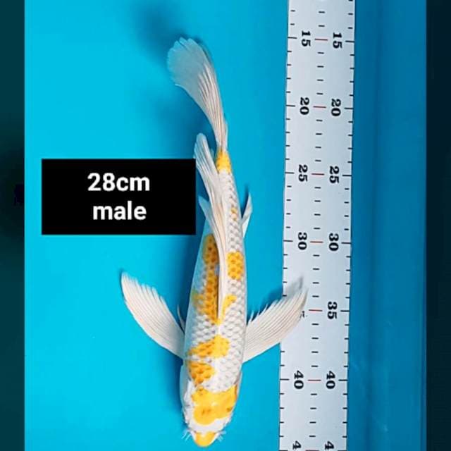 Kumpay hariwake 28cm male