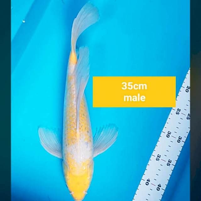 Kumpay koyo ginrin 35cm male