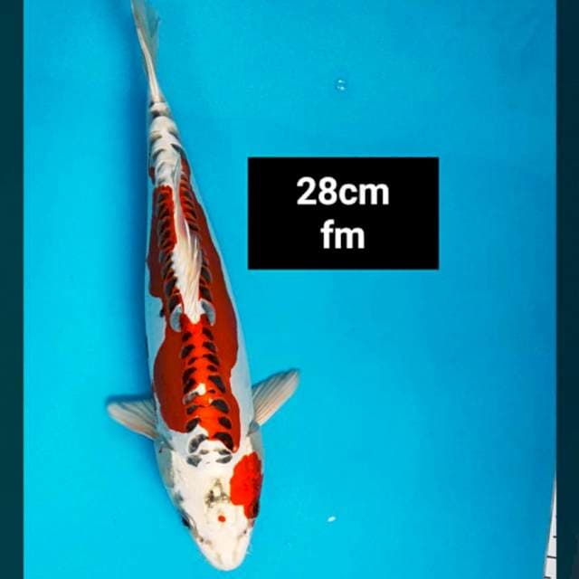Kujaku doit strong 28cm