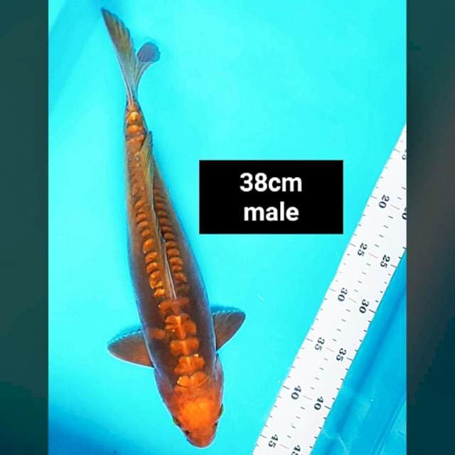 Chagoi strong 38cm male