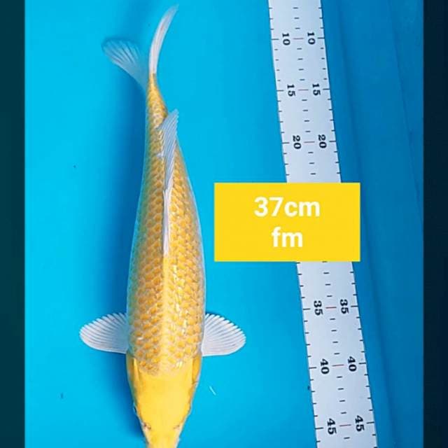 Ogon ginrin good body 37cm