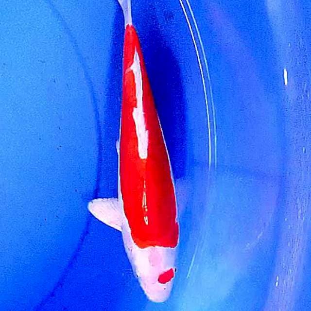 Kikushui 25 cm