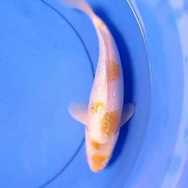 Hariwake ginrin 33 cm
