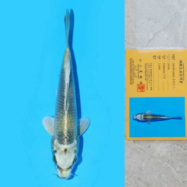 Yamasan Kin Ki Utsuri 15cm Certi