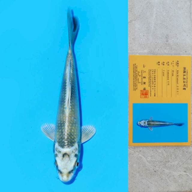 Yamasan Kin Ki Utsuri 15cm Certi