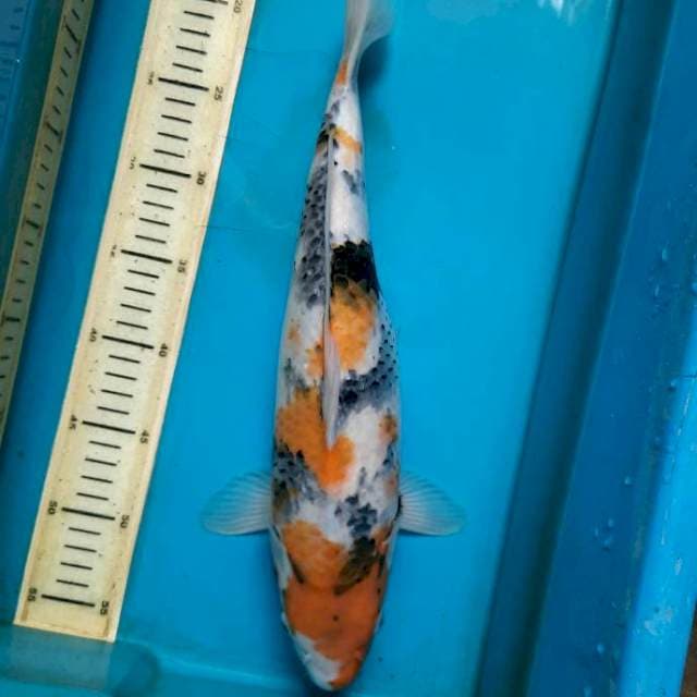 40cm Showa tategoi female
