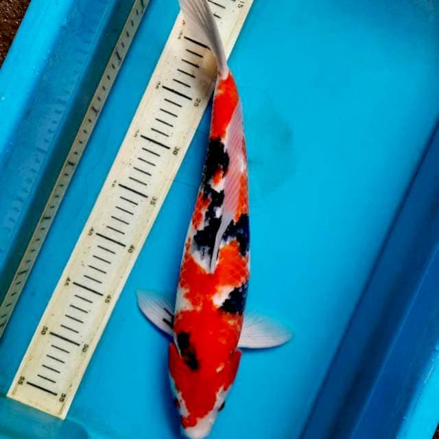 40cm strong showa male