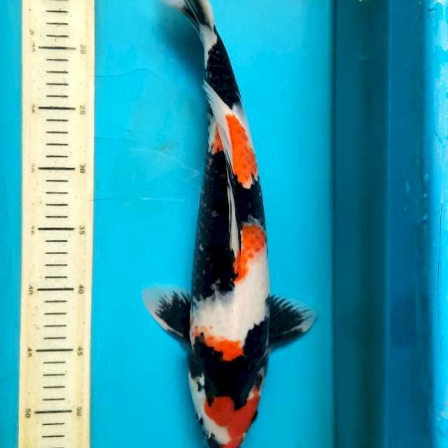 41cm blackred showa male