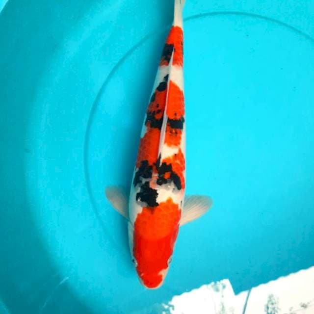 42cm strong sanke Male