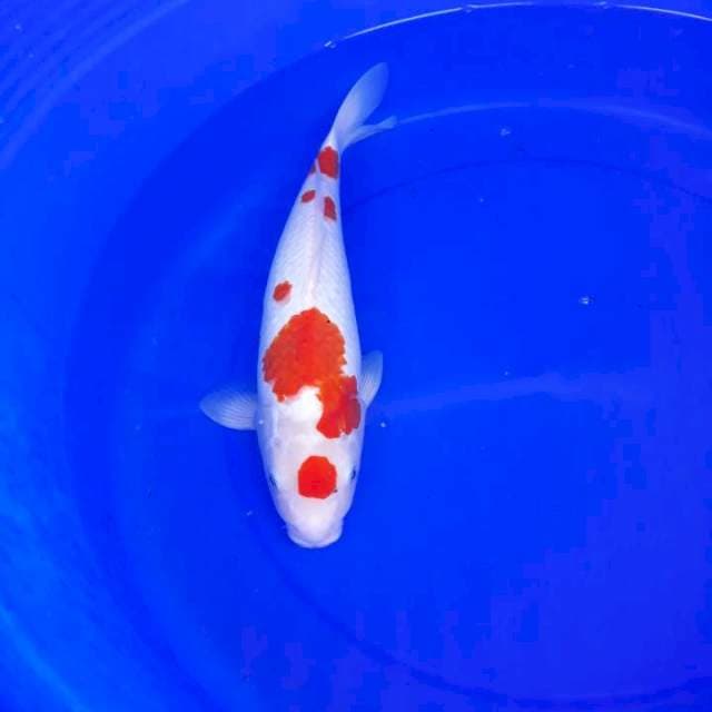 Kohaku sultan
