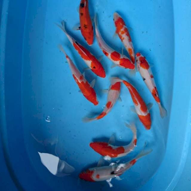 Pket kohaku sanke ( 10 ekor )