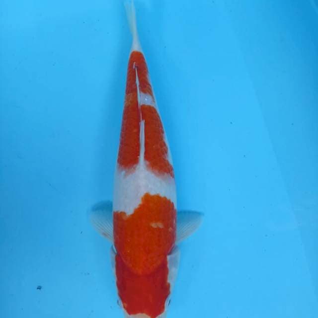 KOHAKU 30cm