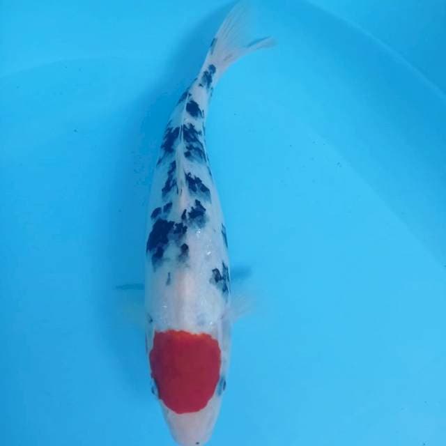 TANCHO SANKE 28cm