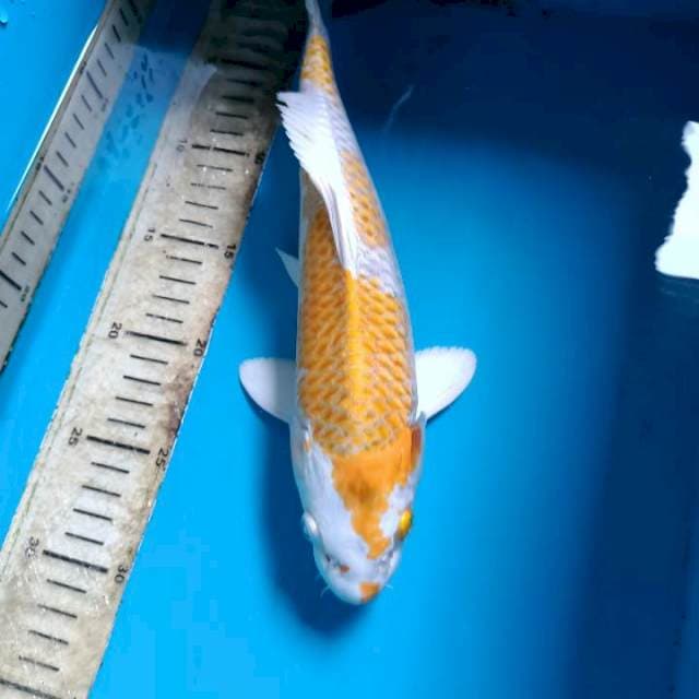 Hariwake 31cm