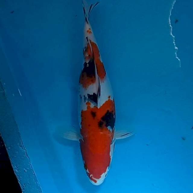 Sanke 33cm strong