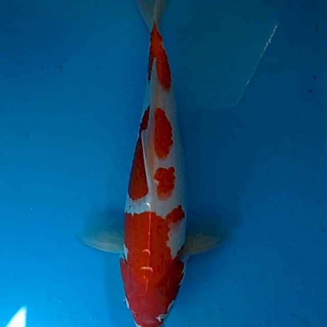 Menkaburi Kohaku 39cm Strong