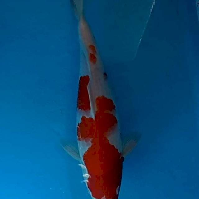 Kohaku 35cm strong