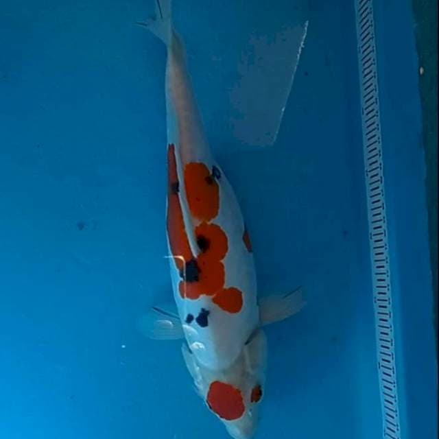 Maruten sanke 36cm Original