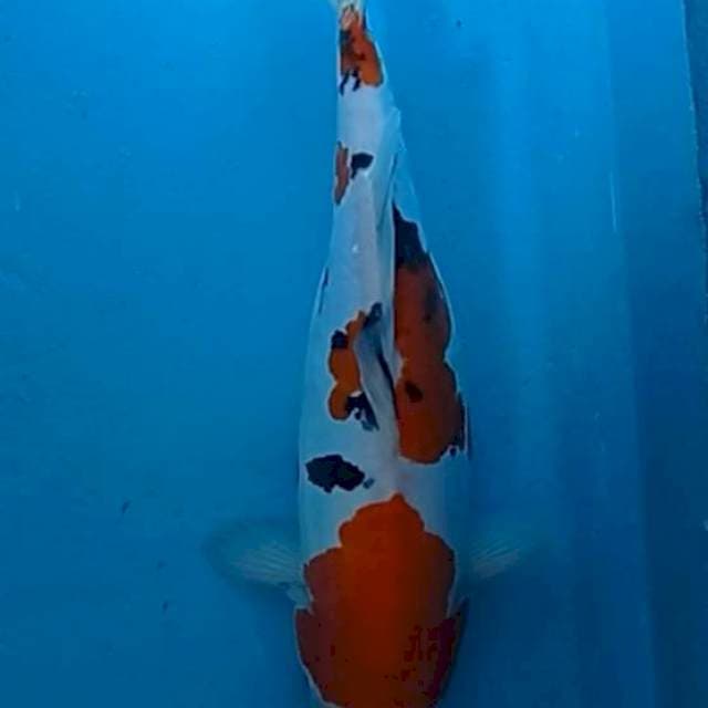 Sanke Doits 34cm strong