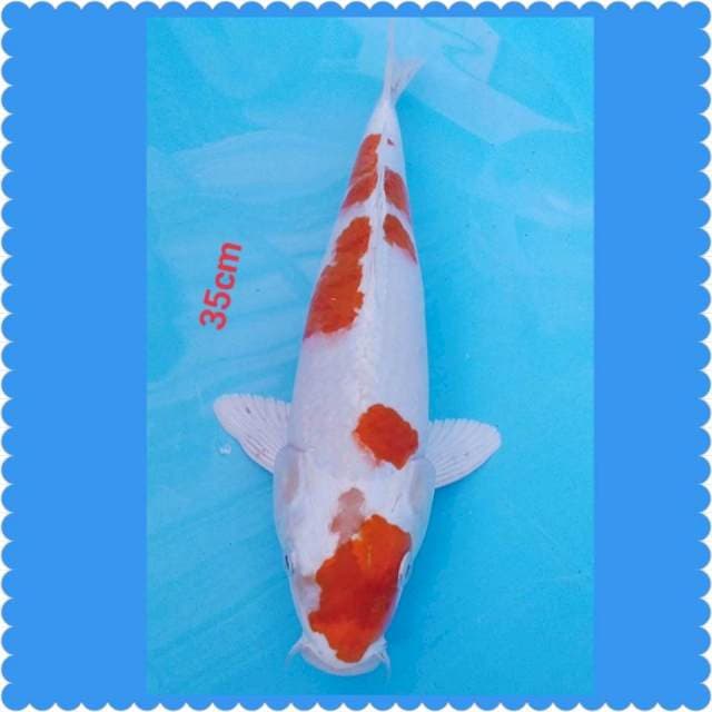 Hikarimono 35cm