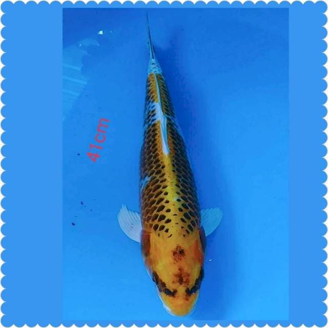 Kojaku 41cm